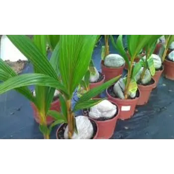 Fresh Coconut Plant